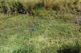 Vegetative buffers, comprised of plants with a number of physical control measures are available for control of emergent and aquatic weeds. Freshwater Aquatic Weed Management Research And Links Wsu Long Beach Washington State University