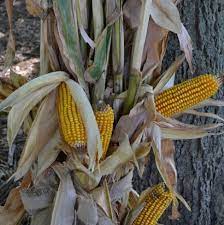 This one prim corn stalk makes a perfect addition to your seasonal decor. Dried Corn Stalk Bundle Grimm S Gardens