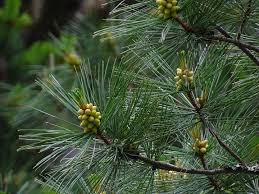 Image result for Pinus