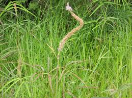 Image result for Uraria picta