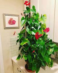 Anthurium Care Growing Flamingo Flower