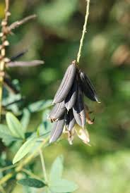 Image result for Crotalaria pallidicaulis