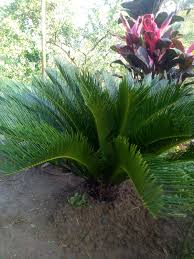 Tanaman Zikas Revoluta Atau Pakis Haji Atau Mawar Jambe Atau Cycas Sinox Nursery Tanaman obat sengaja ditanam di atas sepetak tanah, baik di halaman rumah.
