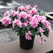 Maybe you would like to learn more about one of these? 44 Best Flowers For Nyc Hospitals Ideas Flower Delivery Nyc Hospitals Bright Flowers