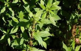 Image result for Parietaria debilis