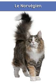 Tout Savoir Sur Le Chat Norvegien Chat Chat Norvegien Villaverde Chats Adorables Animalerie Chat Chats Et Chatons