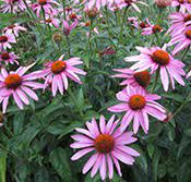 Annual flowers for sale calgary. Yardsmart Annuals And Perennials