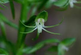 Image result for Habenaria malacophylla