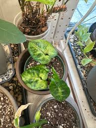 Image result for Gonatopus clavatus