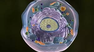 Check spelling or type a new query. Animal Cell Stock Footage Royalty Free Stock Videos Pond5