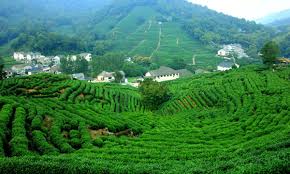 Some famous tea plantations are tianxin tea plantation, liuxianjian tea plantation, royal tea garden, niulanken tea plantation, huiwankeng tea plantation, dakengkou tea plantation, and. Hangzhou Tea Plantation Visit Longjing Tea Plantation