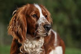 Welshies were bred to hunt. Welsh Springer Spaniel Dog Breed Information