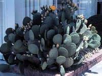 You can make your own study and see if works for you, which is the only test that really. Thornless Prickly Pear Cactus