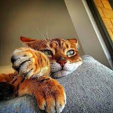 Bakis Kedi Evcil Hayvanlar Hayvanlar