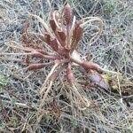 Image result for Ammocharis tinneana