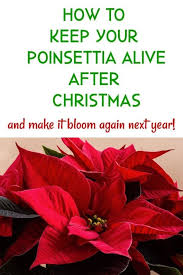 How To Care For Poinsettia Plants Poinsettia Care Poinsettia Plant Christmas Plants