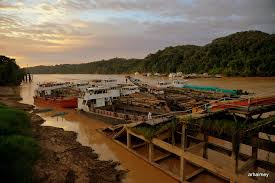 Nektar reruntuhan rugio balok kayu kijimu mahkota bunga merah. Kayu Balak In English Bawahata
