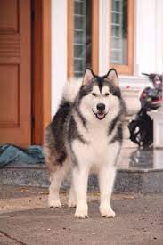 What does an alaskan malamute look like? Alaskan Malamute Www Karlaskmalamute Com Malamute Dog Alaskan Malamute Giant Alaskan Malamute
