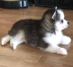 Trained puppies for sale florida. Cheap Pomsky Puppies For Sale Florida Up To Date On Shots