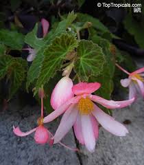 Image result for Begonia loranthoides
