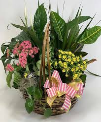 Kalanchoe Garden Blooming Plants Wooden Basket Peace Lily