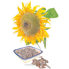 I love seeing a yard full of blooming daffodils. Snacker Sunflower Seeds Flowers Botanical Interests