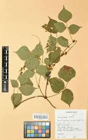 Image result for Rhynchosia viscosa