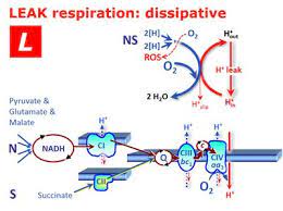Leak Respiration Bioblast