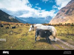 Image result for yak