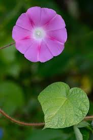Image result for Ipomoea venosa