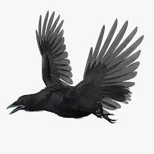 Crow Rrigged Animated Standard Pbr Vray Low Poly 3d Model 3d Model Low Poly 3d Models Crow