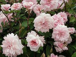 Cecile Brunner Climbing Rose 1 Plant In 1 Gallon Pot Climbing Roses Hello Hello Plants Rose
