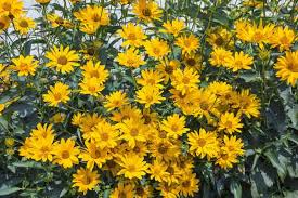 Image result for Oxyanthus troupinii