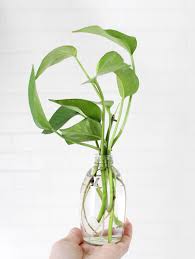 How jasmine is effective for various diseases is listed in repertory format. Up Your Houseplant Game With Water Propagation A Beautiful Mess