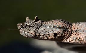 Image result for Pycreus melas