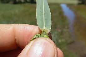 Image result for Panicum repentellum