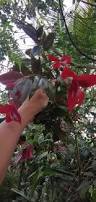 Image result for Syzygium owariense