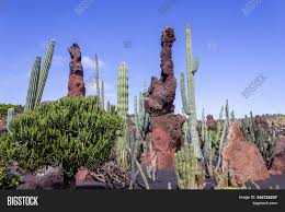 I like the fact that you let's discover the types of succulents and cacti. Different Types Cactus Image Photo Free Trial Bigstock