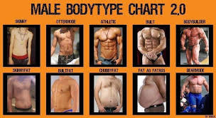 Body Type Chart For Men This Is Pretty Funny In 2019