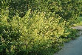 Image result for Searsia dentata