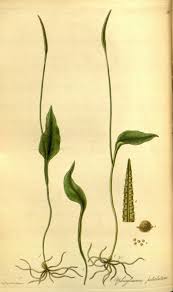 Image result for Ophioglossum reticulatum