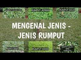Tak hanya itu, bentuknya pun rapi dan indah. Mengenal Jenis Jenis Rumput Untuk Taman Youtube