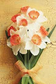 Flowers Narcissus Smelling Flowers Blossoms Art