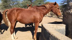 Willkommen Auf Gross Okandjou Lassen Sie Sich Anstecken Von Afrika Von Namibia Von Gross Okandjou Seite 3 Eine hundebesitzerin die ich bei der suche nach meinem kater befragte ,hat mit eigenen augen gesehen, wie ein fuchs eine katze riß. auf gross okandjou