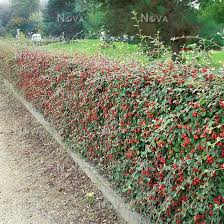 Image result for Cotoneaster franchetii