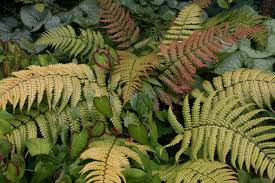 Image result for Dryopteris