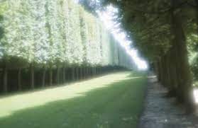 That is usually what shortens this tree's lifespan and it's gotten a bad rap because of it. Do Things Grow Next To A Theves Poplar Tree Ehow Poplar Tree Lombardy Poplar Landscaping Trees