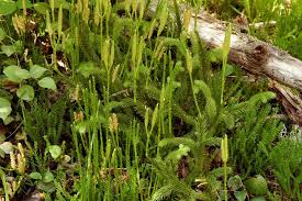 Image result for Lycopodium
