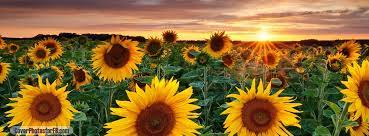 Check spelling or type a new query. Sunflower Garden Cover Photos For Facebook Id 1748