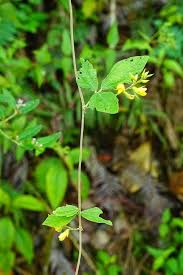 Image result for Rhynchosia resinosa